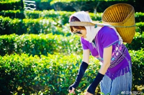 玉渊谭天丨台湾青年的认同感从哪里来？一棵古柏看两岸联合追溯